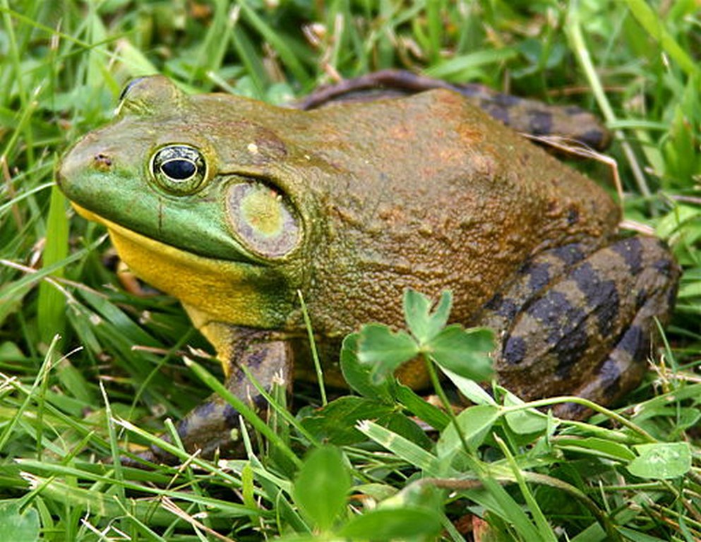 bullfrog