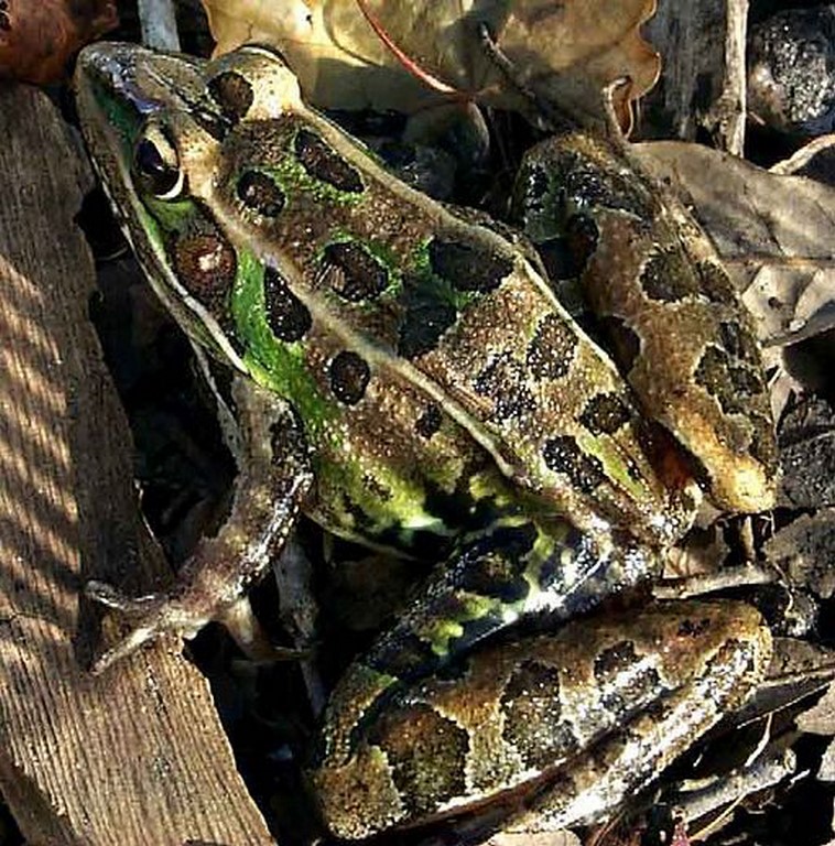 World's biggest frogs are so strong they move heavy rocks to build their  own ponds