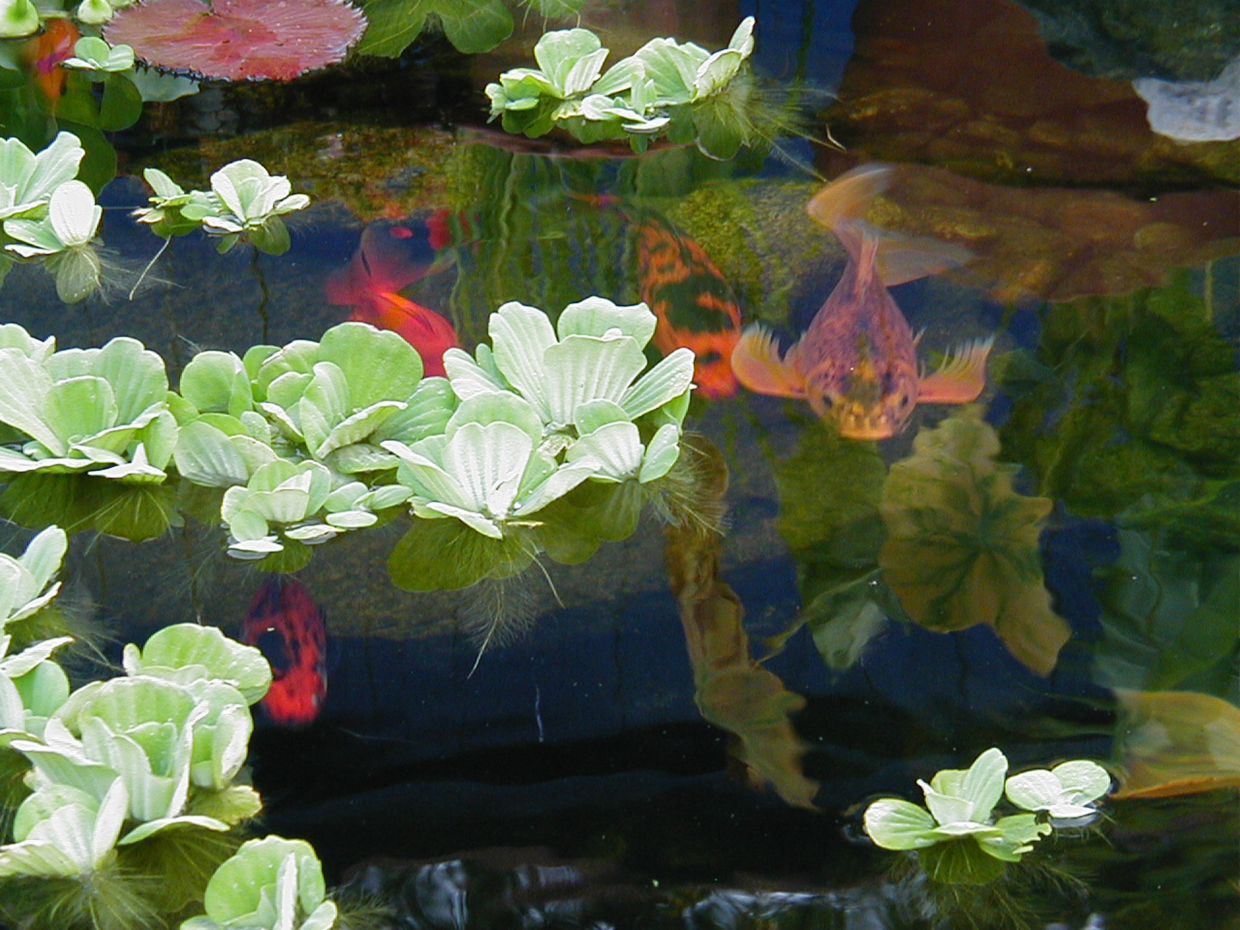 Духи водоемов. Водные декоративные растения. Плавающие водные растения. Кувшинки в искусственном прудике. Водяные цветы для пруда.