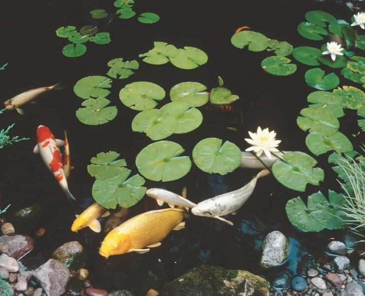 There’s no doubt that the ‘pond craze’ spells opportunity for watershapers. But a hot market can be a two-edged sword, observes pond/stream/cascade specialist Rick Anderson, because it draws in many who lack the technical, artistic and philosophical foundations needed to deliver high-quality work. What he suggests here is that it’s time to step back, consider what’s at stake – and take a long look at fundamentals that will help the market flourish.