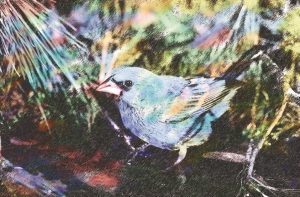 There’s much more to a birdbath than one might think, says Bill Fintel, an expert in the art of setting up small bodies of water to attract our feathered friends. For many years, in fact, Fintel has studied the way birds act around water and has made a career of applying what he knows to creating avian watershapes that have what it takes to satisfy a winged clientele – and delight homeowners who are passionate about their backyard ornithology.