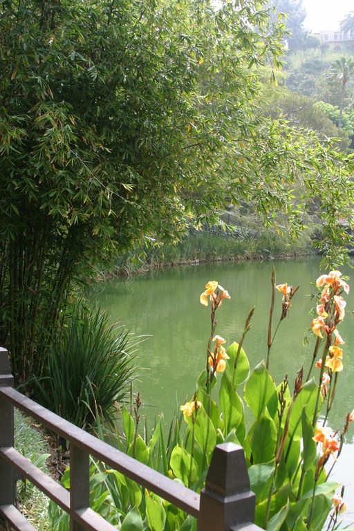 Tucked into a canyon within easy walking distance of the Pacific Ocean, the the Self-Realization Fellowship Lake Shrine in Los Angeles is an oasis of water, plants and spiritual imagery. At a time when exterior designers are often being asked to develop “tranquility gardens,” it’s a model space of beauty and serenity – and, for landscape designer Stephanie Rose, has become a place to fine tune her skills in plant selection and placement.