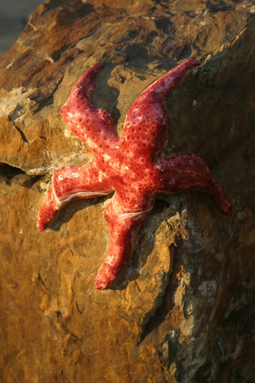 The watershapes, landscapes and artworks created by John Cohen are among the most fearless and wildly creative to be found anywhere. By combining stone, sculptures, crystals, water and lighting with a host of inventive details, he weaves compositions that balance his own vision with the desires of his clients – as seen in this feature, where he shares a major project and explores the confluence of craft and art required to execute such ambitious designs.