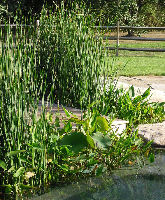 Plants and swimming pools go together beautifully, says watershaper James Robyn, particularly when a pool is flanked by a gorgeous stream and pond. And as he observes in discussing a recent project that included participation of master watergardener Anthony Archer Wills, it gets even more interesting when you set things up in such a way that the all of the systems can be combined into one fully functional ‘natural pool’ in the future.
