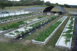 Pond professionals have a unique opportunity to put food on their clients' tables, writes James Rakocy. All it takes is opening up the design process to a discipline called 'aquaponics,' which puts fish to work in encouraging the growth of a range of water-loving edible plants.