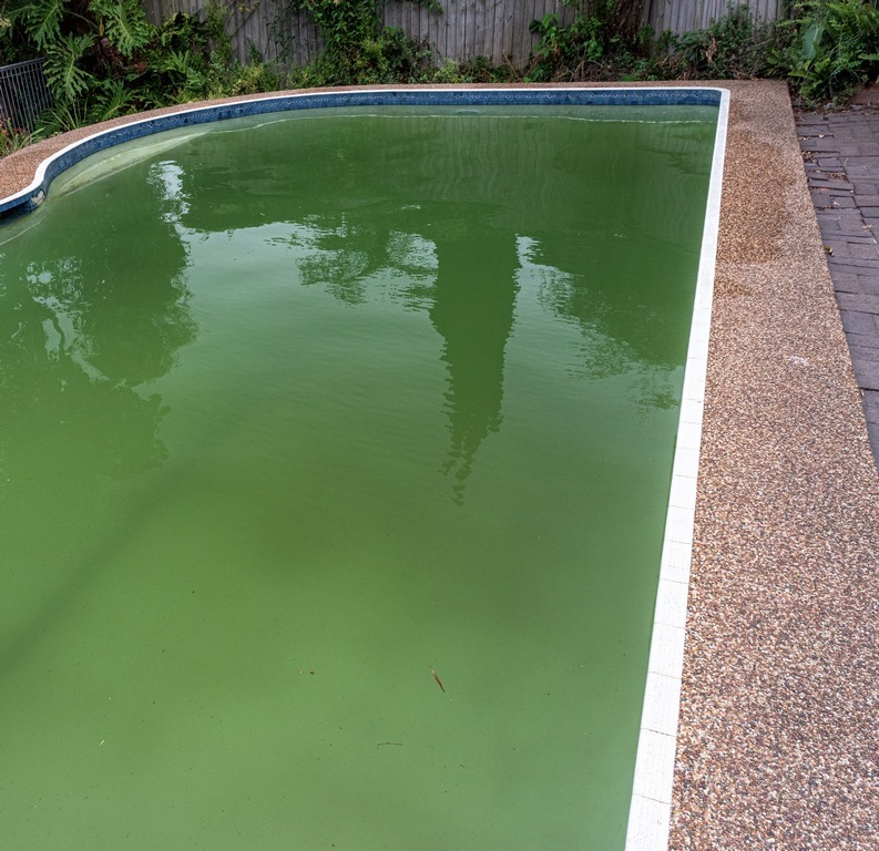 green algae pool