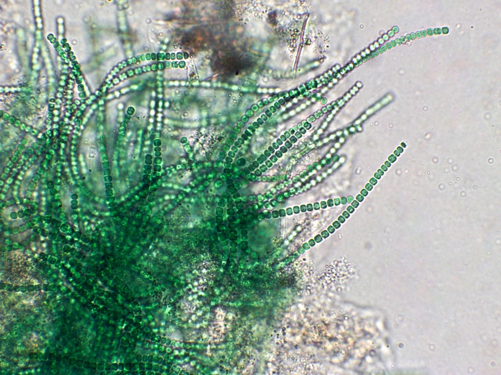 white slime algae and high ammonia